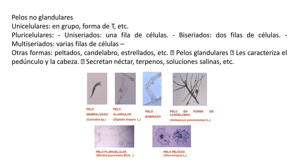 Pelos no glandulares Unicelulares: en grupo, forma de T, etc.