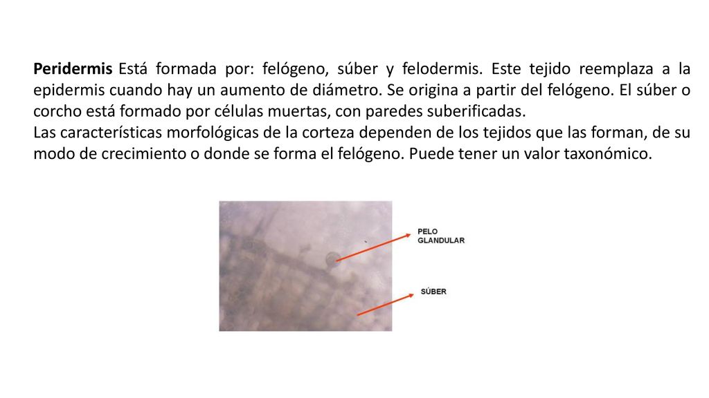 Peridermis Está formada por: felógeno, súber y felodermis