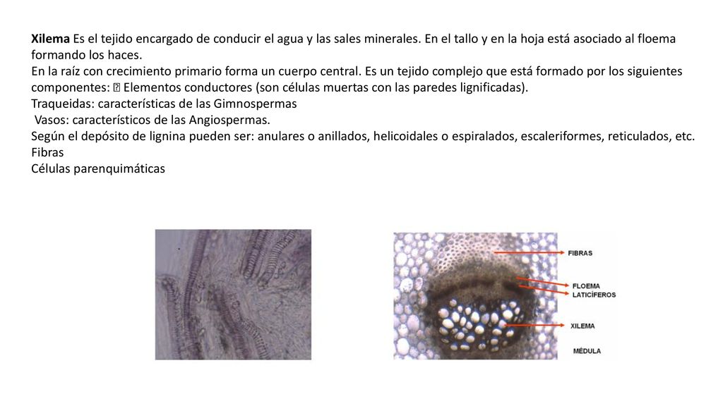 Xilema Es el tejido encargado de conducir el agua y las sales minerales. En el tallo y en la hoja está asociado al floema formando los haces.