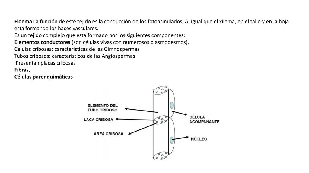 Floema La función de este tejido es la conducción de los fotoasimilados. Al igual que el xilema, en el tallo y en la hoja está formando los haces vasculares.