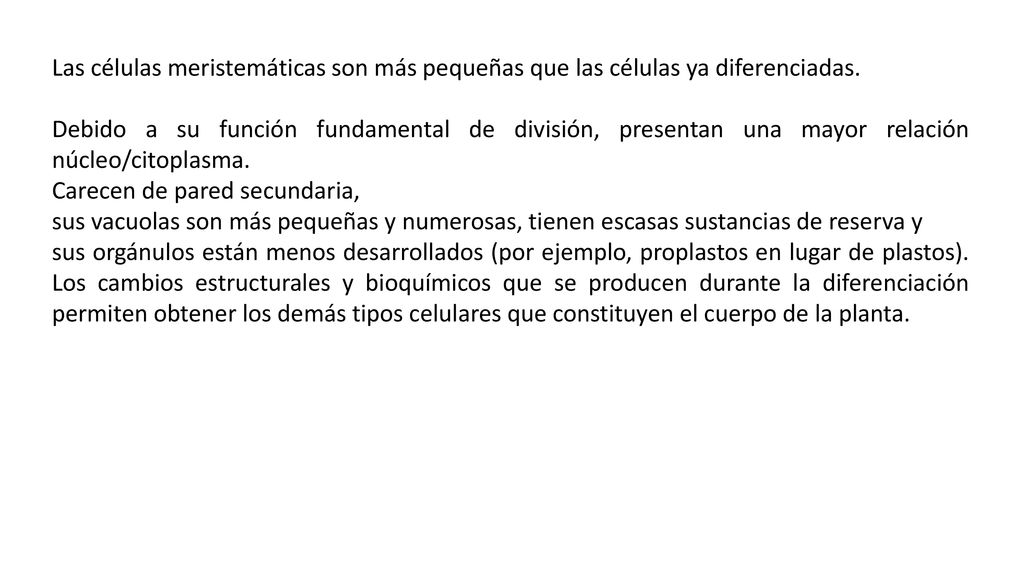 Las células meristemáticas son más pequeñas que las células ya diferenciadas.
