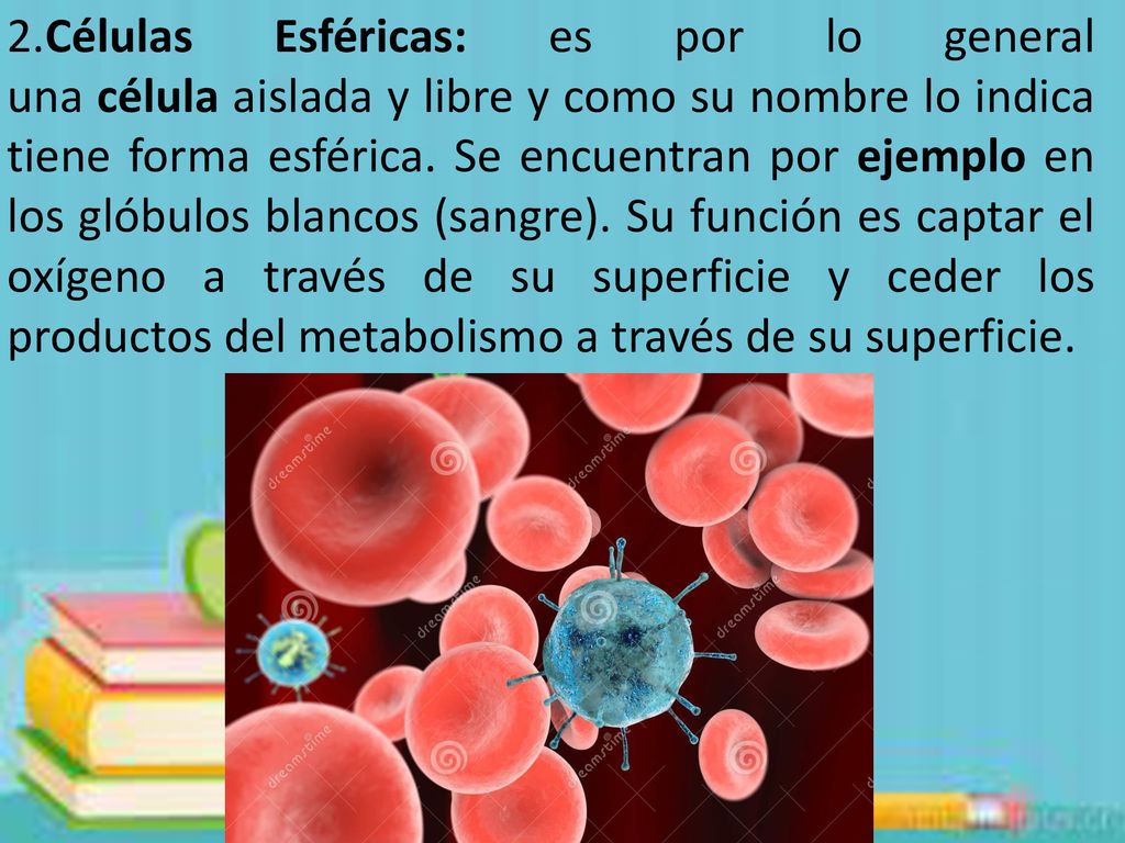 2.Células Esféricas: es por lo general una célula aislada y libre y como su nombre lo indica tiene forma esférica.
