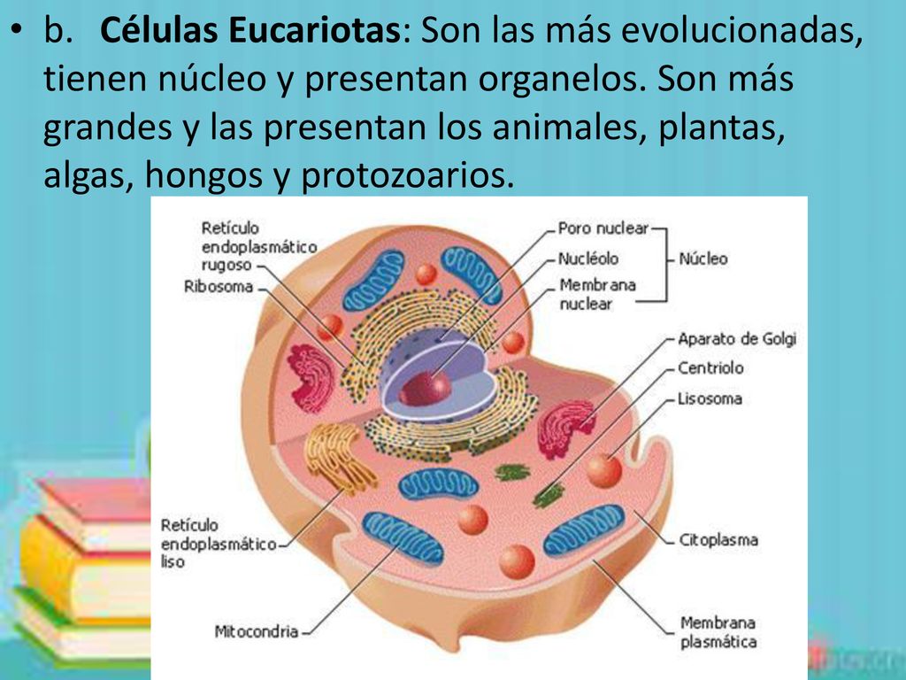 b. Células Eucariotas: Son las más evolucionadas, tienen núcleo y presentan organelos.