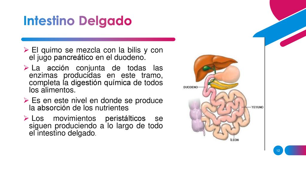 Intestino Delgado El quimo se mezcla con la bilis y con el jugo pancreático en el duodeno.