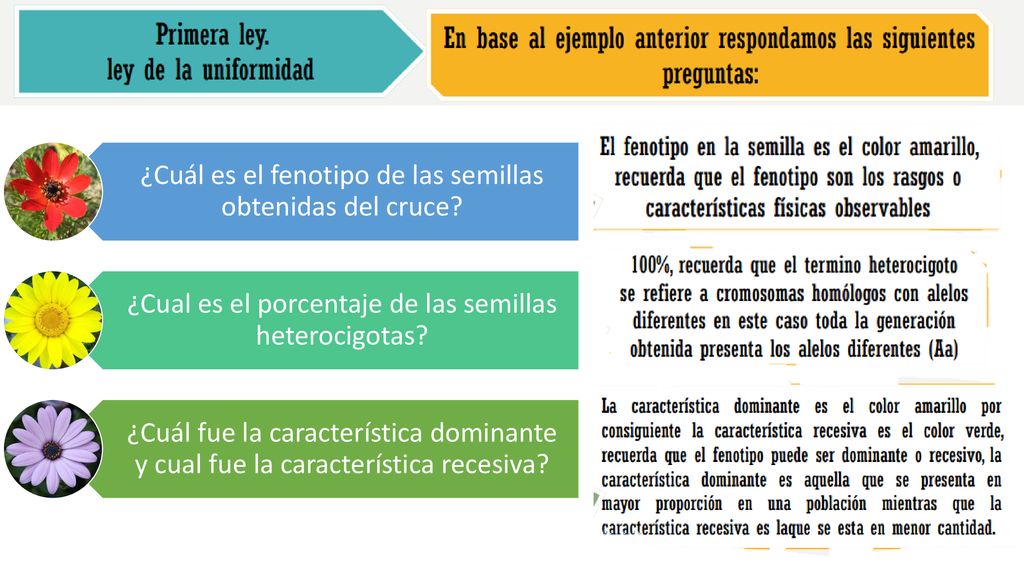 ¿Cuál es el fenotipo de las semillas obtenidas del cruce