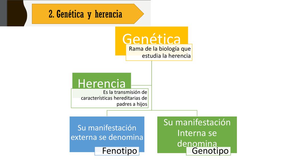 Genética Herencia Fenotipo Su manifestación Interna se denomina