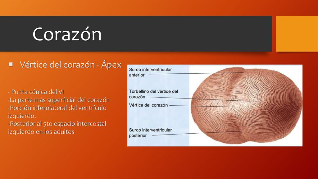 Corazón Vértice del corazón - Ápex Punta cónica del VI