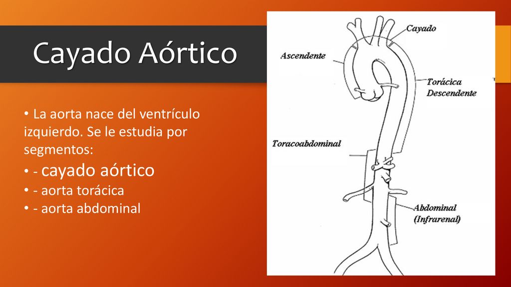 Cayado Aórtico • La aorta nace del ventrículo izquierdo. Se le estudia por segmentos: • - cayado aórtico.