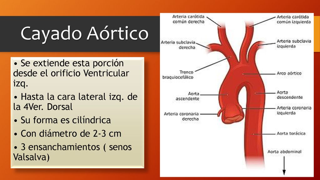 Cayado Aórtico • Se extiende esta porción desde el orificio Ventricular izq. • Hasta la cara lateral izq. de la 4Ver. Dorsal.