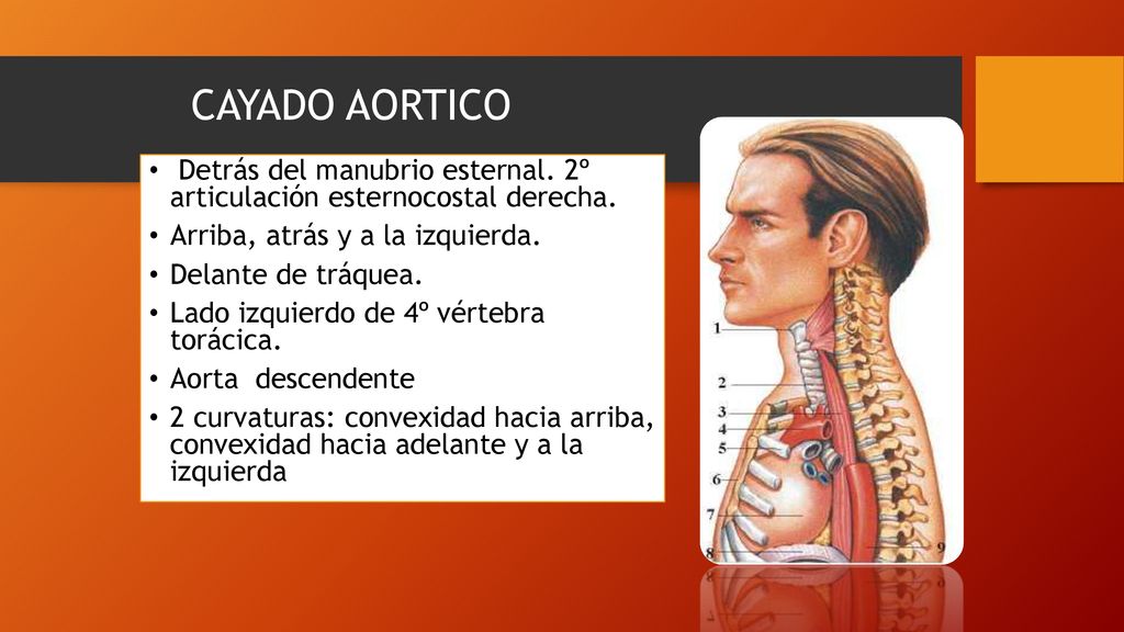 CAYADO AORTICO Detrás del manubrio esternal. 2º articulación esternocostal derecha. Arriba, atrás y a la izquierda.