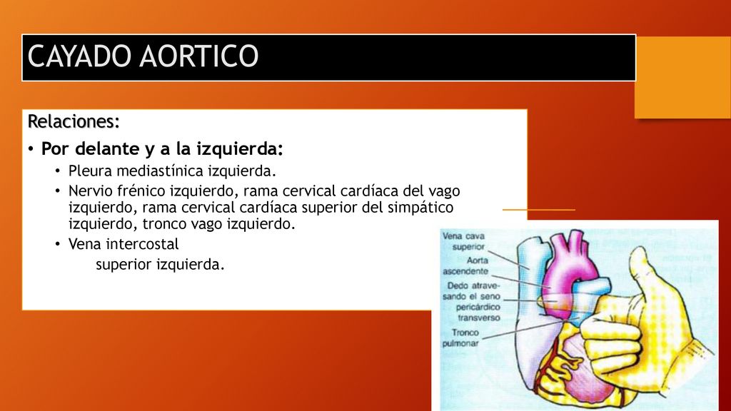 CAYADO AORTICO Relaciones: Por delante y a la izquierda:
