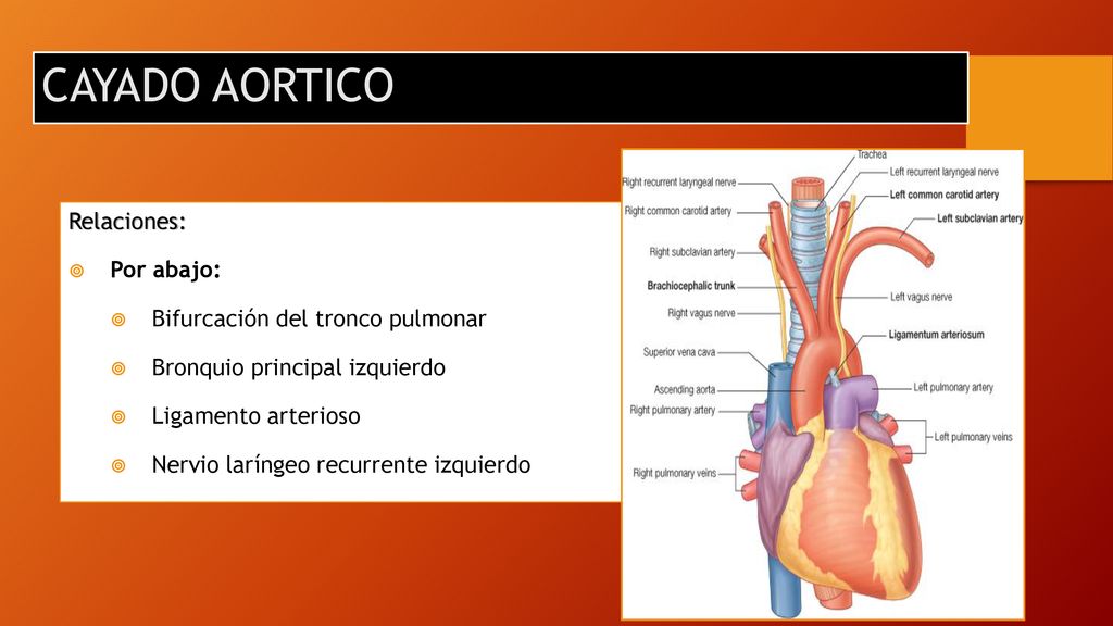 CAYADO AORTICO Relaciones: Por abajo: Bifurcación del tronco pulmonar