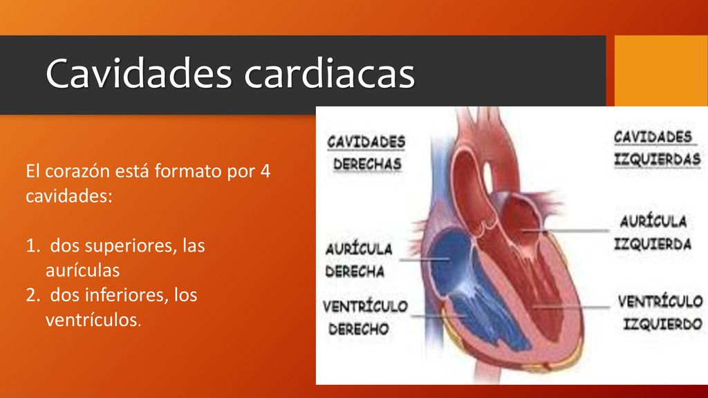 Cavidades cardiacas El corazón está formato por 4 cavidades: