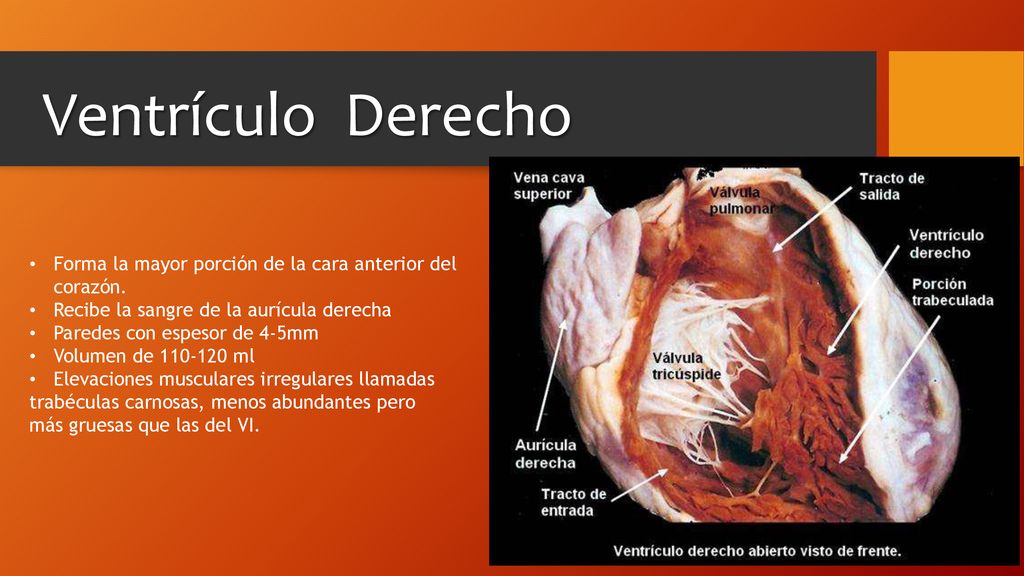 Ventrículo Derecho Forma la mayor porción de la cara anterior del corazón. Recibe la sangre de la aurícula derecha.