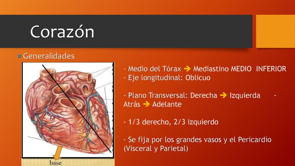 Corazón  Generalidades Medio del Tórax  Mediastino MEDIO INFERIOR