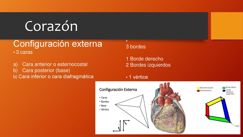 Corazón Configuración externa 3 bordes 1 Borde derecho