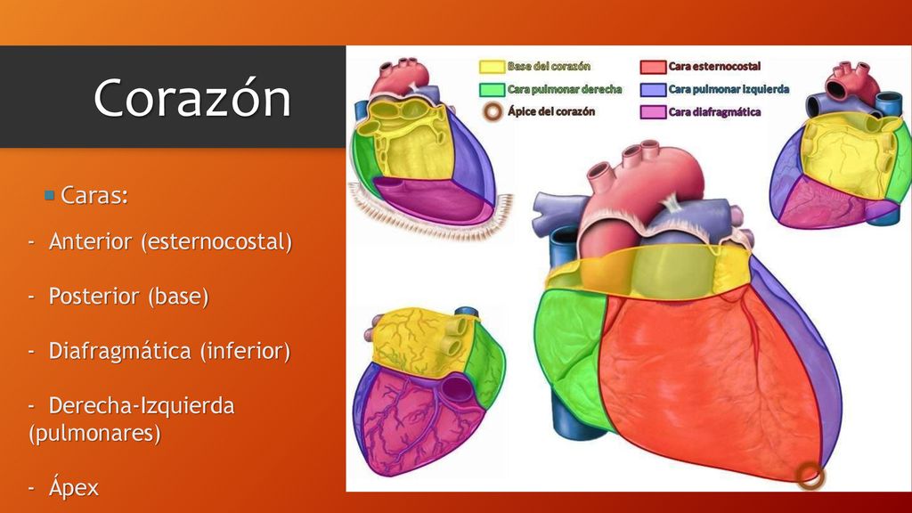 Corazón  Caras: Anterior (esternocostal) Posterior (base)
