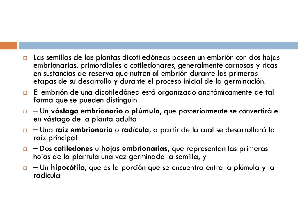 Las semillas de las plantas dicotiledóneas poseen un embrión con dos hojas embrionarias, primordiales o cotiledonares, generalmente carnosas y ricas en sustancias de reserva que nutren al embrión durante las primeras etapas de su desarrollo y durante el proceso inicial de la germinación.