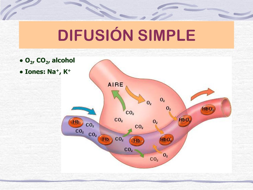 DIFUSIÓN SIMPLE ● O2, CO2, alcohol ● Iones: Na+, K+