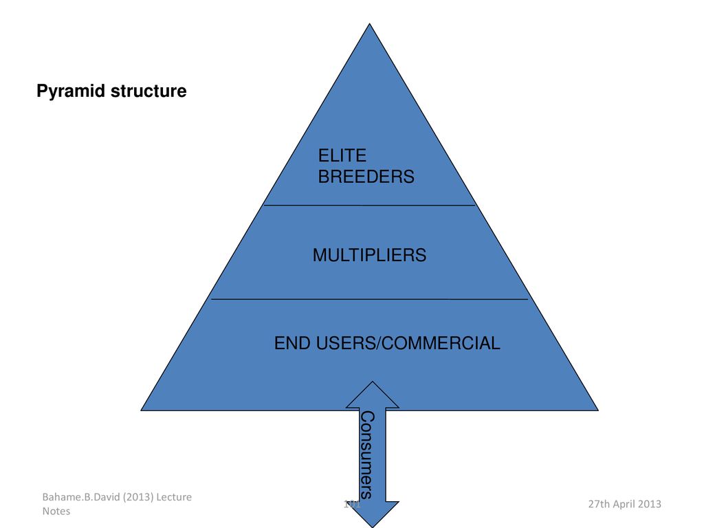 Pyramid structure ELITE BREEDERS MULTIPLIERS END USERS/COMMERCIAL