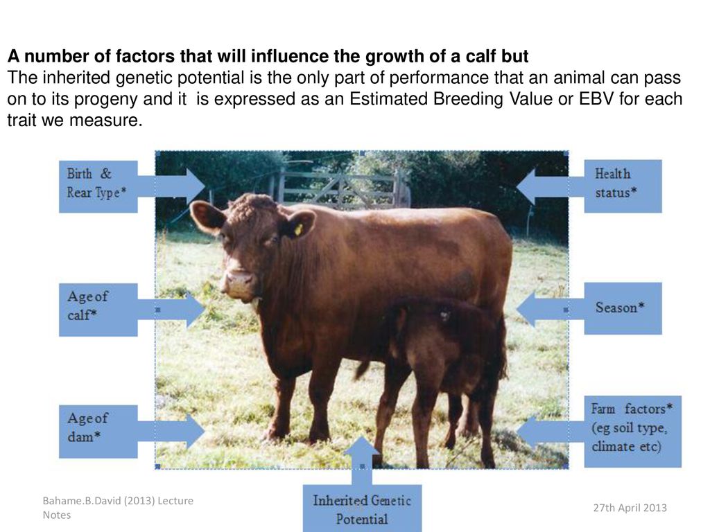 A number of factors that will influence the growth of a calf but