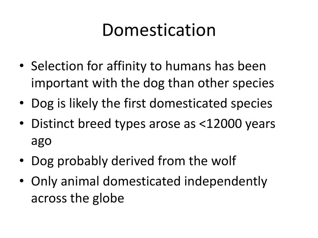 Domestication Selection for affinity to humans has been important with the dog than other species. Dog is likely the first domesticated species.