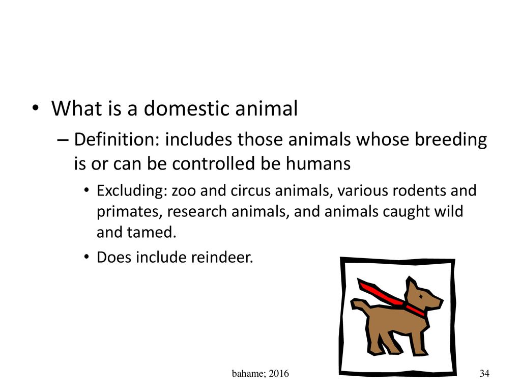 What is a domestic animal