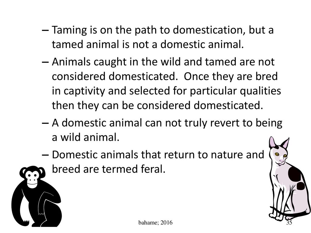 A domestic animal can not truly revert to being a wild animal.