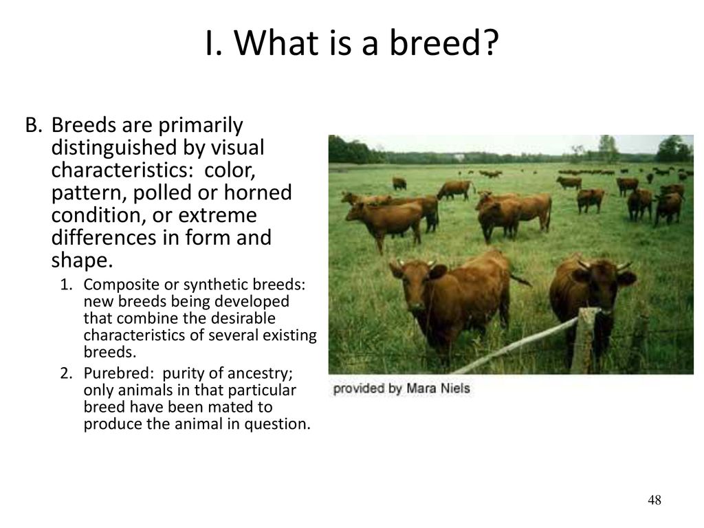 I. What is a breed