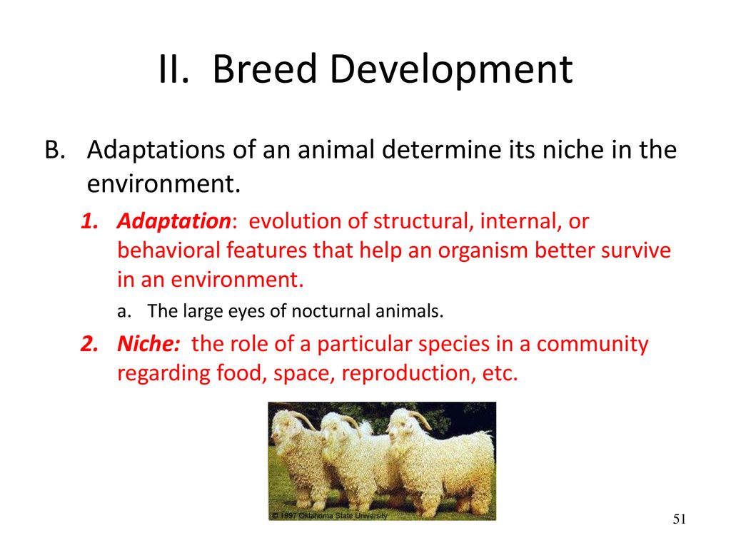 II. Breed Development B. Adaptations of an animal determine its niche in the environment.