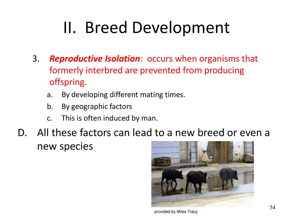 II. Breed Development 3. Reproductive Isolation: occurs when organisms that formerly interbred are prevented from producing offspring.