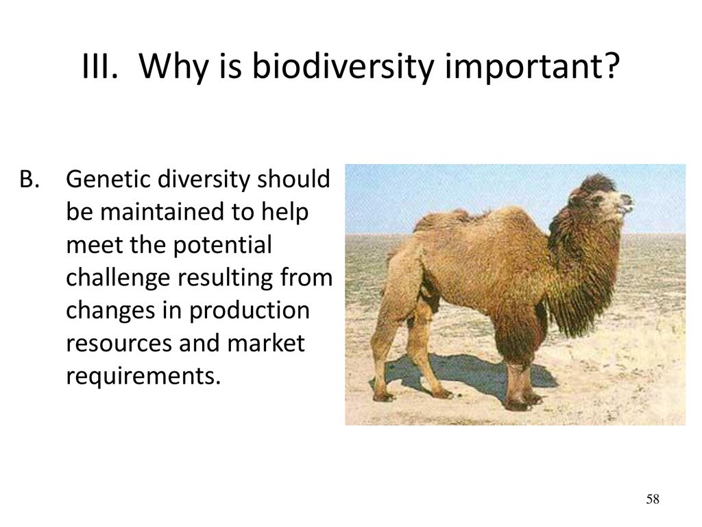 III. Why is biodiversity important