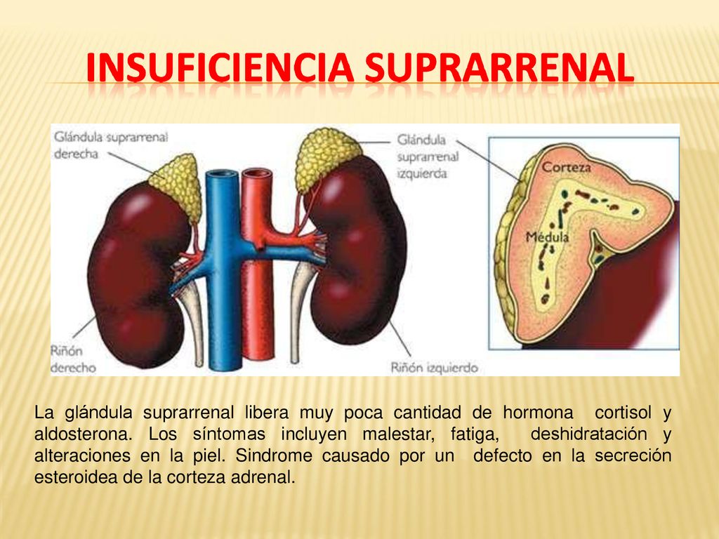 La glándula suprarrenal libera muy poca cantidad de hormona cortisol y aldosterona.