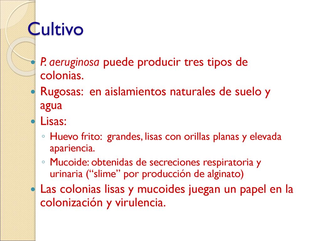 Cultivo P. aeruginosa puede producir tres tipos de colonias.