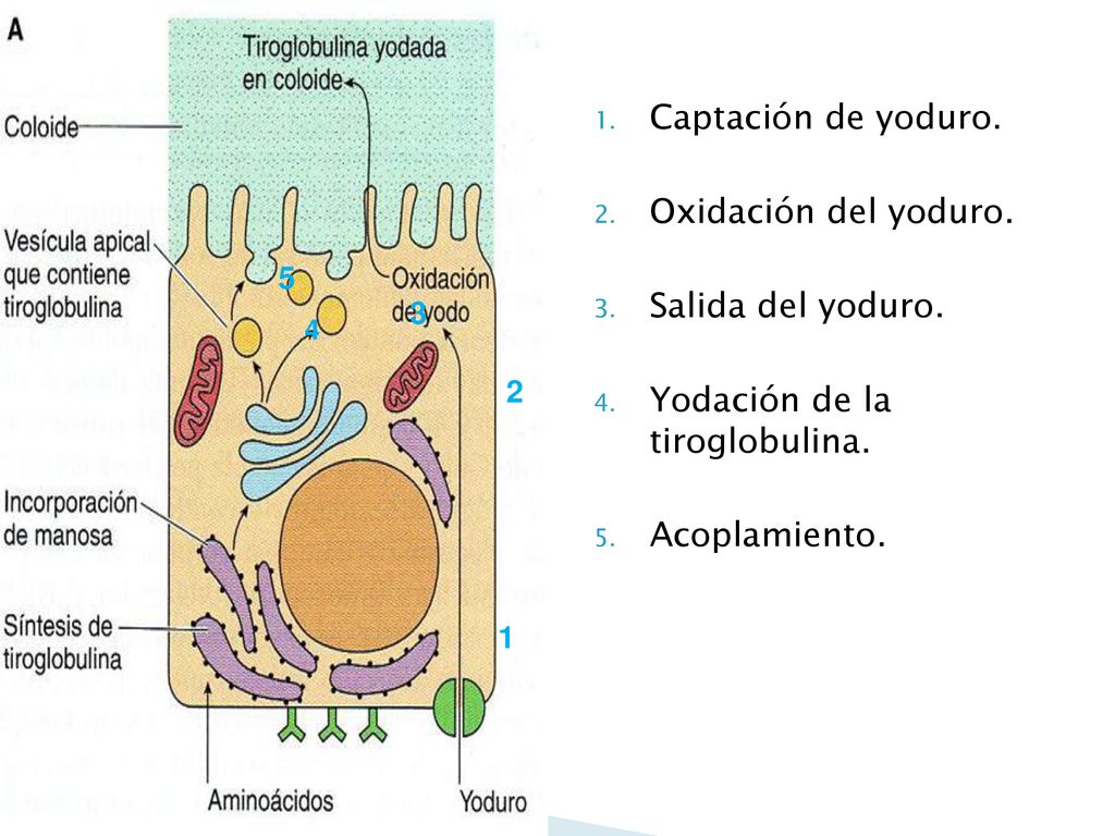 . . Captación de yoduro. Oxidación del yoduro. Salida del yoduro.