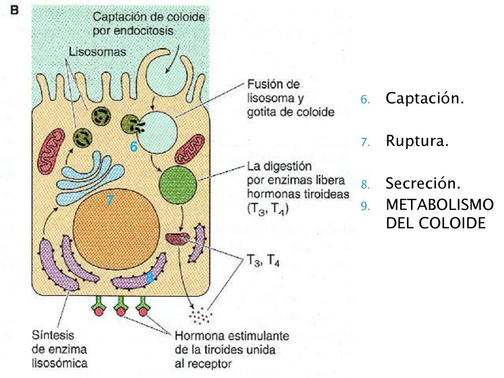 . . Captación. Ruptura. Secreción. METABOLISMO DEL COLOIDE 6 7 8