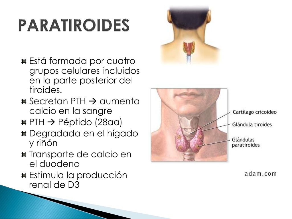 PARATIROIDES Está formada por cuatro grupos celulares incluidos en la parte posterior del tiroides.