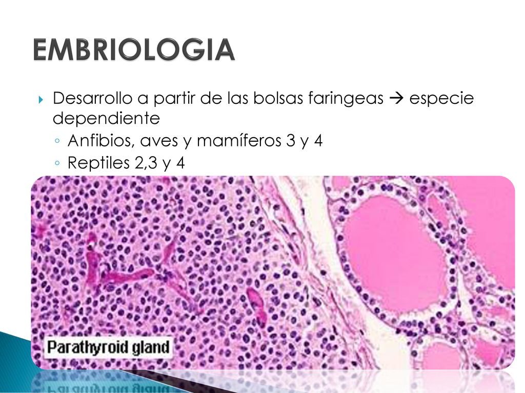 EMBRIOLOGIA Desarrollo a partir de las bolsas faringeas  especie dependiente. Anfibios, aves y mamíferos 3 y 4.
