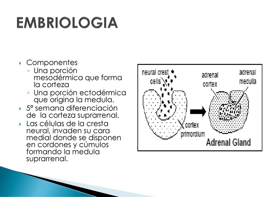 EMBRIOLOGIA Componentes Una porción mesodérmica que forma la corteza