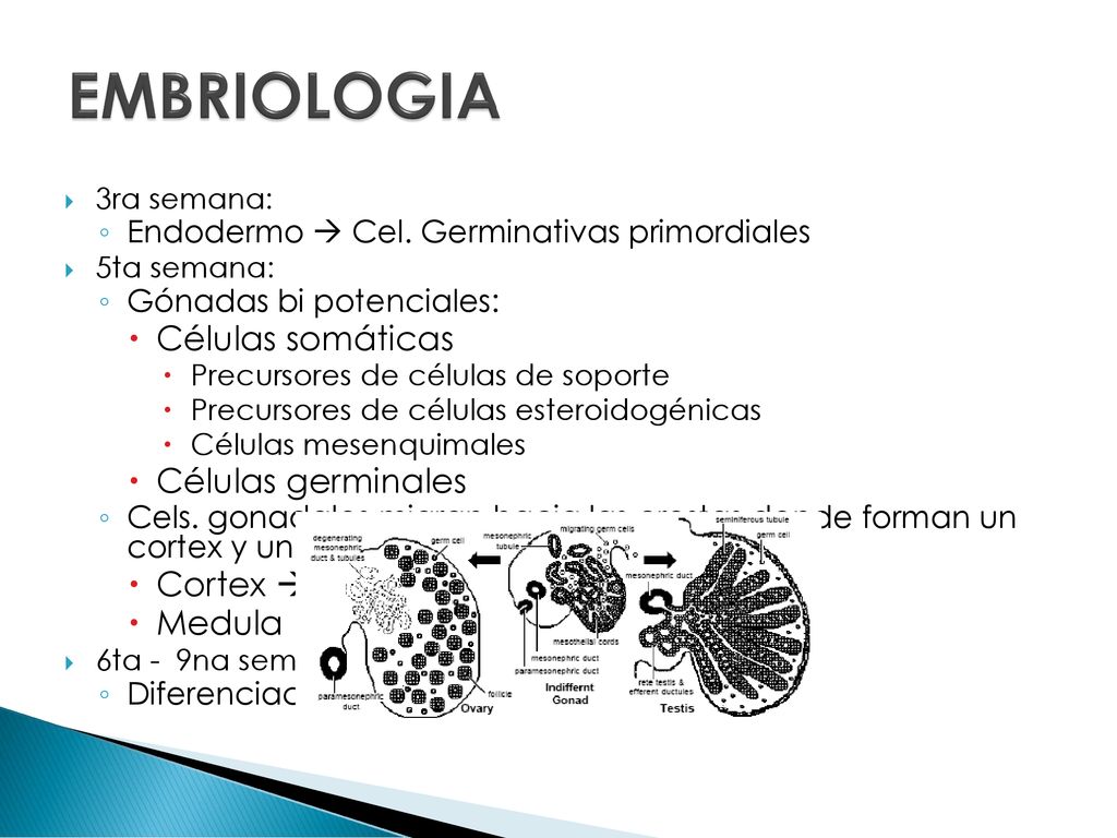 EMBRIOLOGIA Células somáticas Células germinales Cortex  ovario