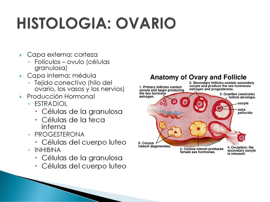 HISTOLOGIA: OVARIO Células de la granulosa Células de la teca interna