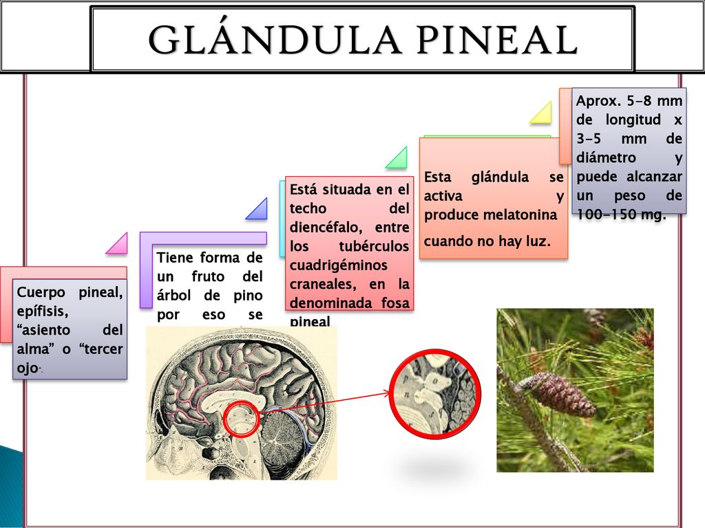 Cuerpo pineal, epífisis, asiento del alma o tercer ojo .