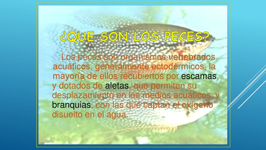 Los peces son organismos vertebrados acuáticos, generalmente ectodérmicos, la mayoría de ellos recubiertos por escamas,