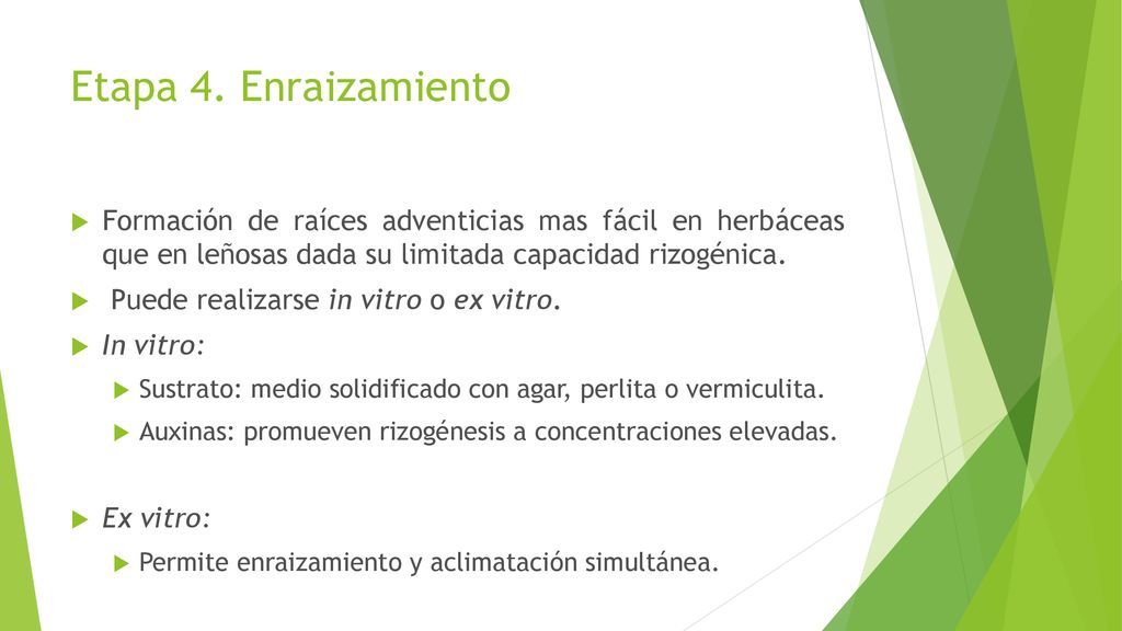 Etapa 4. Enraizamiento Formación de raíces adventicias mas fácil en herbáceas que en leñosas dada su limitada capacidad rizogénica.