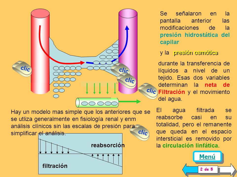 Se señalaron en la pantalla anterior las modificaciones de la presión hidrostática del capilar