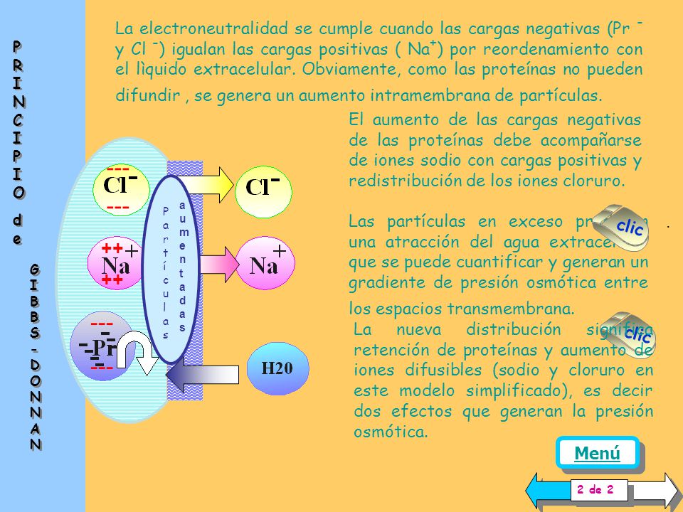 La electroneutralidad se cumple cuando las cargas negativas (Pr - y Cl -) igualan las cargas positivas ( Na+) por reordenamiento con el lìquido extracelular. Obviamente, como las proteínas no pueden difundir , se genera un aumento intramembrana de partículas.