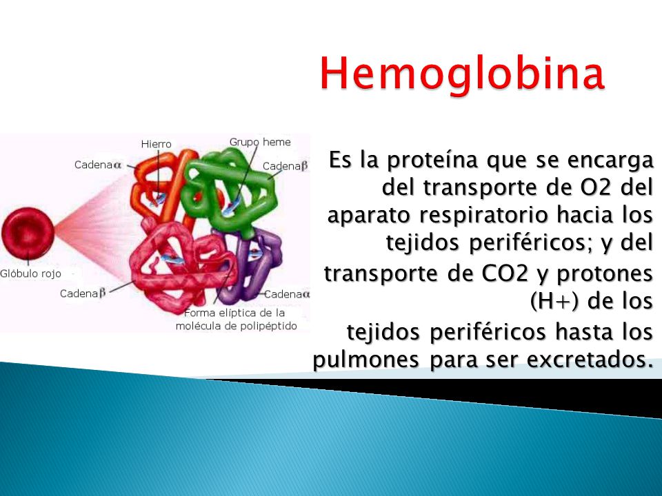 Hemoglobina Es la proteína que se encarga del transporte de O2 del aparato respiratorio hacia los tejidos periféricos; y del.