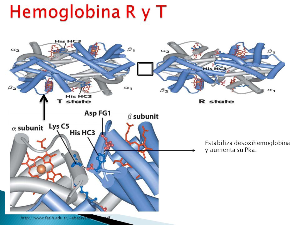 Hemoglobina R y T Estabiliza desoxihemoglobina y aumenta su Pka.