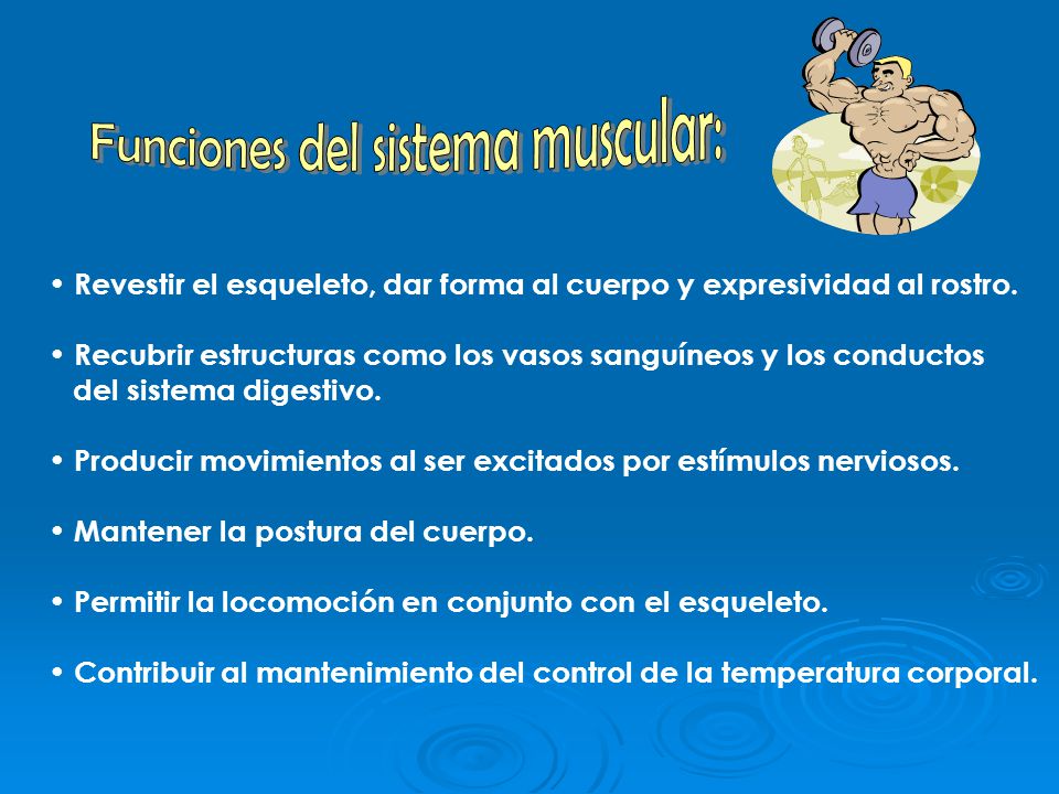 Funciones del sistema muscular: