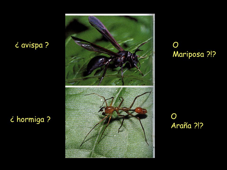 ¿ avispa O Mariposa ! O Araña ! ¿ hormiga